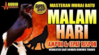 MASTERAN MURAI BATU MALAM HARI | CEPAT RESPON & AMPUH | masteran murai batu terbaik