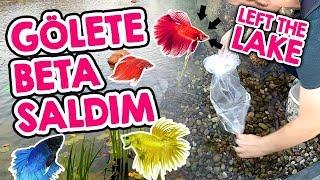 Gölet'e Betaları Saldım - Betalar Çok Şaşırdı - Betta Fish Habitat