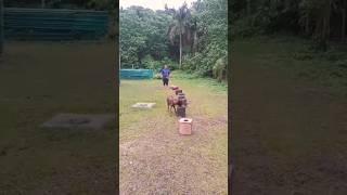 #K-9 #EDD #explosive #detection #dog #training #Belgianmalinois #shorts #video