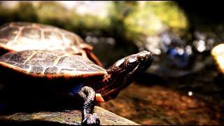 Ban Commercial Turtle Harvesting in Minnesota!