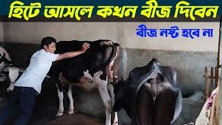 হিটে আসলে  কখন  বীজ দিতে হবে । গরু ভাল ভাবে হিট আসছে কিনা কিভাবে বুজবেন