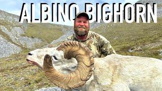 THE ALBINO BIGHORN / Dall Sheep Hunting - Stuck N The Rut 202