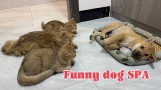 How do cats react when a domineering puppy invades their personal belongings?cute Funny dog SPA