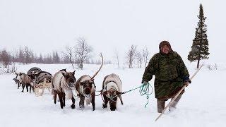 Суровая жизнь в Тундре