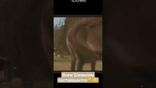 будь как Шамиль #веселыйведущий #интервью #выпускной #ведущийсаратов #неудобныевопросы