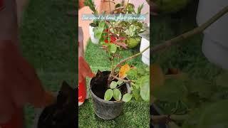 Best rose care fertilizer #myhome #plant #fertilizer #rosecare #rosecaretips #rosefertilizer