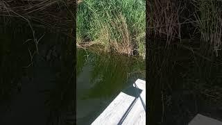 #дом #запорожье #украина #fishing #рыбалка #гадка #красота #поплавок #top