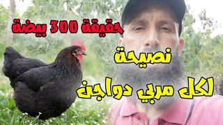تربية الدجاج البياض _ معلومات لابد لكل مربي دواجن ان يعرفها وحقيقة البيض الكثير