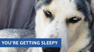 Husky Struggles To Stay Awake