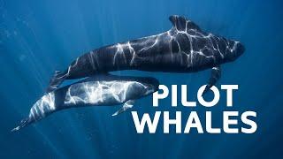 Pilot Whales: The Unlikely Apex Predators Hunting In The Dark Ocean Depths | Wildlife Documentary