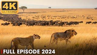 WILD SERENGETI | Lion and the Great Predator's Fight for Survival | Nature Animal Documentary