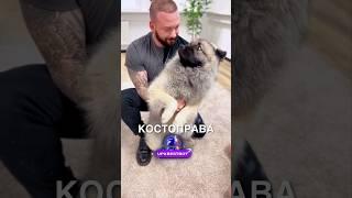 Костоправ для животных  #истории #история #новости #новость #shorts