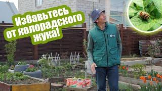 Появился колорадский жук?! Эти средства вам помогут!