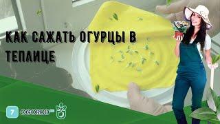 Как сажать огурцы в теплице