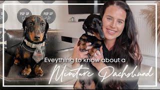 MINITURE DACHSHUND Q&A | TRAINING TIPS, LIFE WITH A DAXI & MORE! 