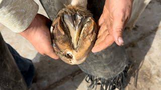 DEEP HOOF INFECTION! Hospital Plate Bar Shoe Forge!