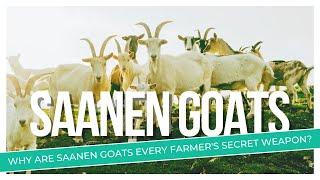 All About Saanen Goats | Discover the Dairy Superstars