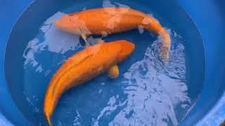 KONISHI KOI FARM 0908310053