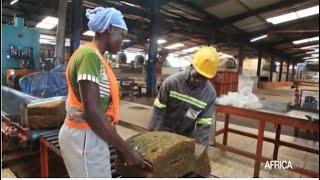 Cameroun : Hevecam vise la production de 33000 tonnes de Caoutchouc en 2022