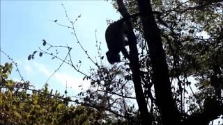 Monkey Fail