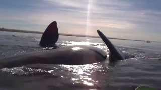 Kayak levantado por ballena en Puerto Madryn, Patagonia Argentina!