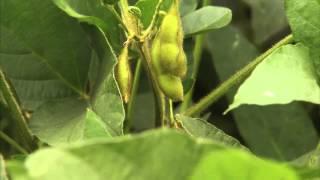 What are Soybeans? "Agriculture 101/America's Heartland"