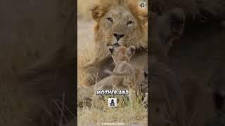 Baby Lion  Baby Kings in Action  #shorts #babylion  #cutelion #animalfacts #animalshorts