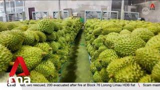 Why aren't Vietnamese durian farmers happy even though demand from China keeps rising?