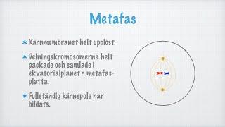 Mitos (celldelning)