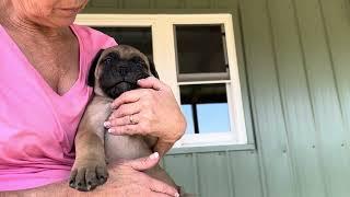 Rudy  ch Roxanna litter 10-8-24