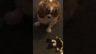 Huxley being evil