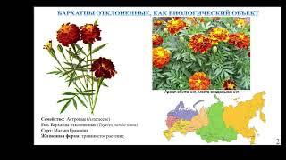 Фитохимическое исследование различных морфологических органов бархатцев отклонённых