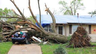 Dangerous Biggest Tree Cutting Fails With Chainsaw Working - Heavy Tree Falling On Car Pathetic