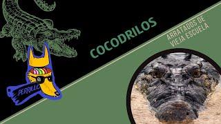 Cocodrilos: Maternidad Colmilluda | Ep 82| CULTURA COLMILLUDA