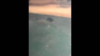 Swimming front crawl
