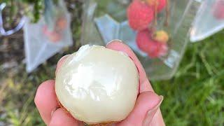 How to Protect Lychee Fruit From Birds and other Pests.