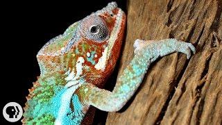 Nature's Mood Rings: How Chameleons Really Change Color | Deep Look