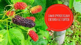 Такую ежевику только на выставку отправлять! Самая крупноплодная ранняя ежевика  КОЛАМБИЯ ГИГАНТ.