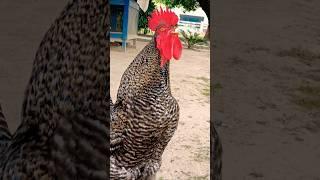 Rooster sound #rooster #murga #shorts