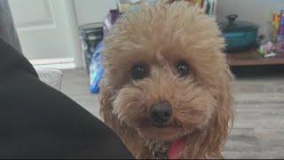 Toy poodle mauled to death in San Francisco dog park