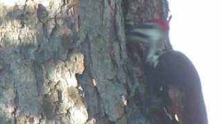 Pileated Woodpecker...Returns!!