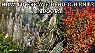 How to get succulents to grow big indoors