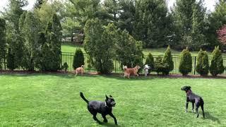 Bailey sees lawnmower for the first time