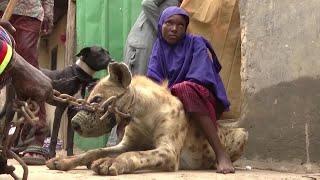 Nigeria's hyena culture clashes with conservation