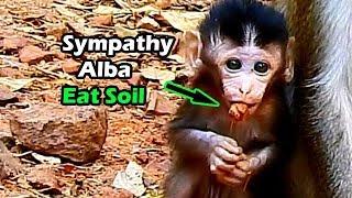 Very Sympathy Poor ALBa Because Of Hungry Much Milk She Eat Soil | Mum Anna No Milk For Alba More