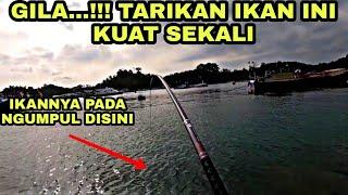 Mancing dapat ikan baronang besar | Jiadiaoni YSCR 630 | mancing teknik garong | garonger malang