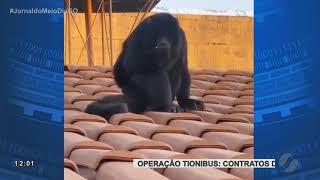 JMD (30/06/21) Macaco guariba flagrado em cima do telhado no Jardim Guanabara em Goiânia