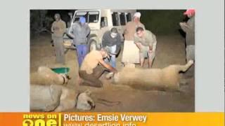 OneAfrica TV - News on ONE - Lions Poisened