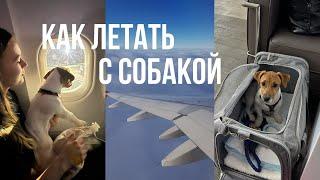 КАК ЛЕТАТЬ С СОБАКОЙ: первый полет с джек - расселом, перевозка собак в салоне самолете, лайфхаки.