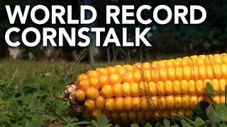 New Jersey man accidentally grows world record cornstalk